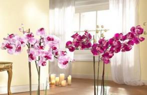 Желтеет орхидея: основные причины, методы лечения и советы по уходу за больным цветком (160 фото и видео) Орхидеи стебель стал желтым