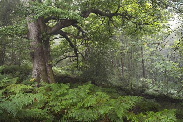 Хрупкая красота природы: лучшие экологические фото 2024 года - новости экологии на ECOportal