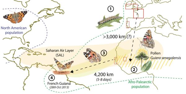 Бабочка поразила ученых, пролетев более 4000 км без остановок - новости экологии на ECOportal