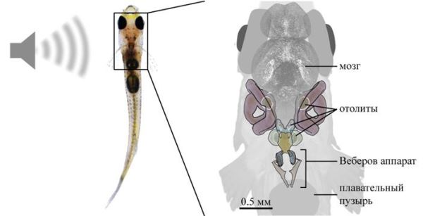 Тайна подводного слуха: как рыбы находят источник звука - новости экологии на ECOportal