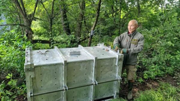 У тигра, выходившего в село в Приморье, нашли огнестрельное ранение - новости экологии на ECOportal