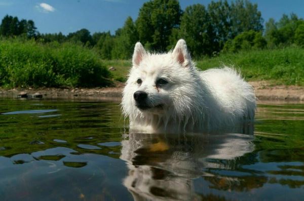 Не плавать на лежаках и не купаться с собакой: что нельзя делать на пляже - новости экологии на ECOportal